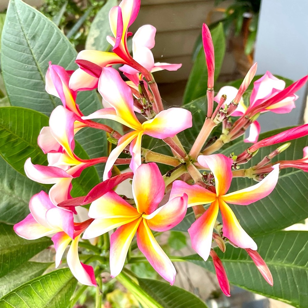 Meet your Posher, Colleen